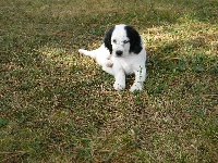 CHIOT