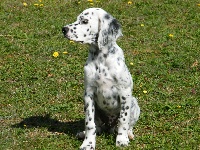 CHIOT