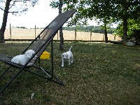 CHIOT