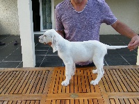 CHIOT