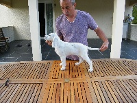 CHIOT
