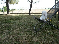 CHIOT